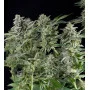 Northern Lights CBD Feminised